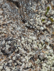 Racomitrium lanuginosum