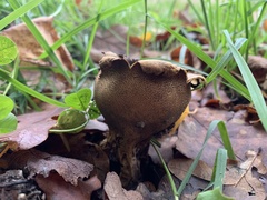 Scleroderma verrucosum