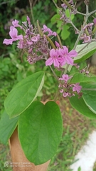 Fridericia caudigera