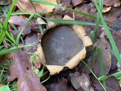 Scleroderma verrucosum