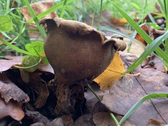 Scleroderma verrucosum