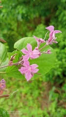 Fridericia caudigera