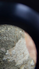 Pseudosagedia cestrensis