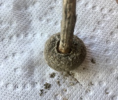 Tulostoma cretaceum