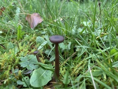 Pseudoclitocybe