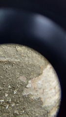 Pseudosagedia cestrensis