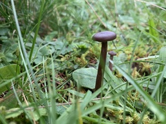 Pseudoclitocybe
