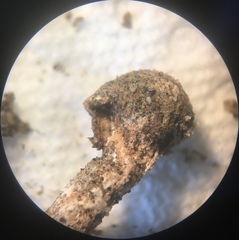 Tulostoma cretaceum