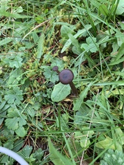 Pseudoclitocybe
