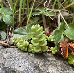 Sedum divergens