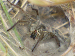 Aglaoctenus lagotis