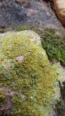 Gyalolechia flavovirescens