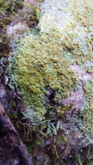 Gyalolechia flavovirescens