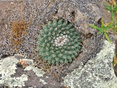 Mammillaria uncinata