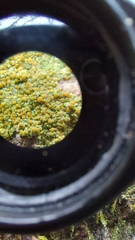 Gyalolechia flavovirescens