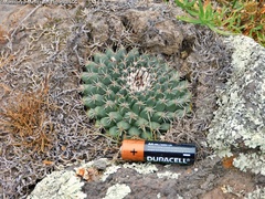 Mammillaria uncinata