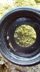 Gyalolechia flavovirescens