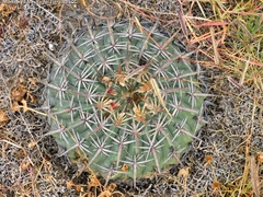 Ferocactus macrodiscus