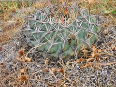 Ferocactus macrodiscus