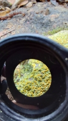 Gyalolechia flavovirescens