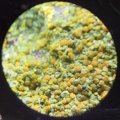 Gyalolechia flavovirescens