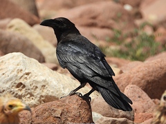 Corvus rhipidurus