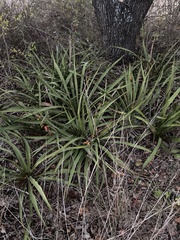 Yucca rupicola
