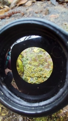 Gyalolechia flavovirescens