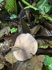 Clitocybe brunneocephala