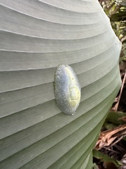 Gaeotis nigrolineata