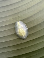 Gaeotis nigrolineata