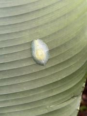 Gaeotis nigrolineata