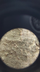 Pseudosagedia cestrensis