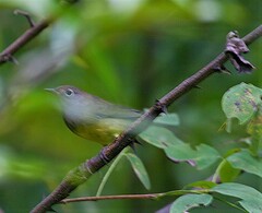 Oporornis agilis
