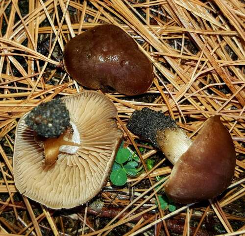 Hebeloma excedens