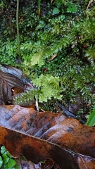 Trichocolea tomentella