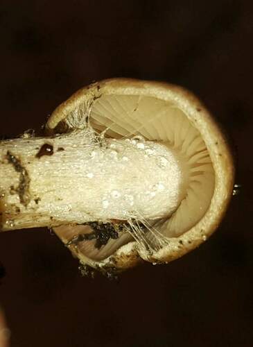 Hebeloma excedens (Photo 2 of 5)