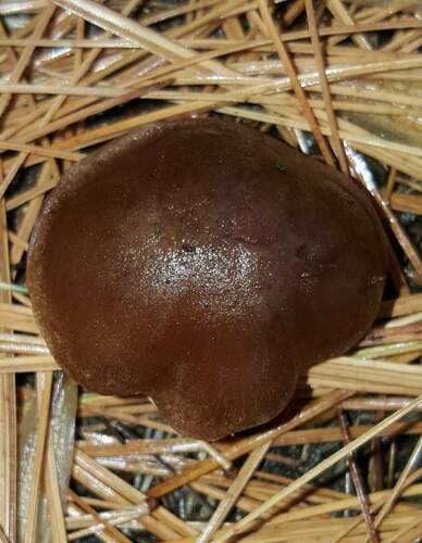 Hebeloma excedens (Photo 3 of 5)