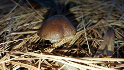 Hebeloma excedens (Photo 4 of 5)