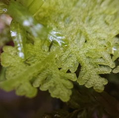 Trichocolea tomentella