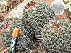 Coryphantha clavata