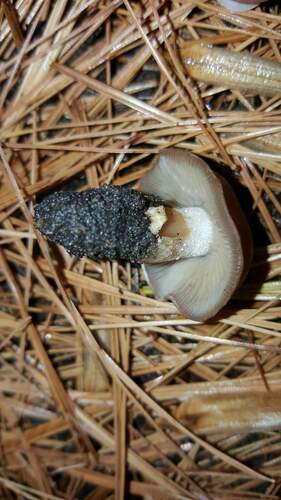 Hebeloma excedens (Photo 5 of 5)