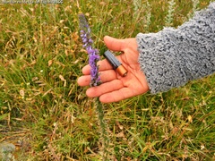 Lobelia fenestralis