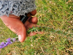 Lobelia fenestralis
