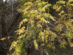 Juglans major
