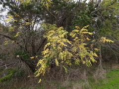 Juglans major
