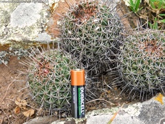 Coryphantha clavata