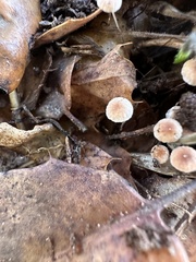 Collybiopsis quercophila