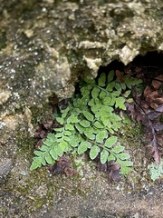 Asplenium bradleyi