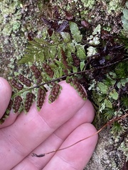 Asplenium bradleyi
